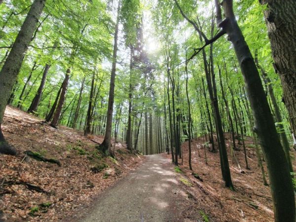 Der Wanderweg vom