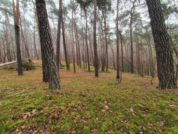 Foto zwischen der aufgenommen zwischen der Ferinenwohnung und dem Aussichtsturm (etwa 600 m von der Ferienwohnung entfernt)